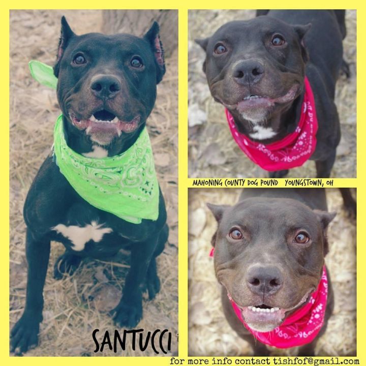 155 // SANTUCCI // 2(Adopted) 3