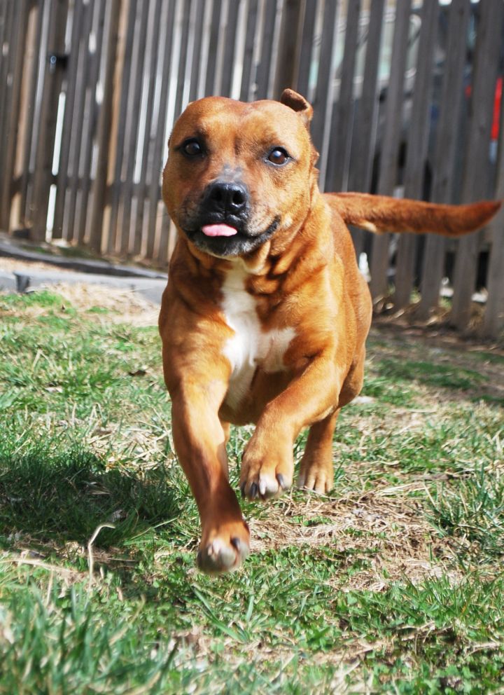 Jordan, an adopted Staffordshire Bull Terrier in Kansas City, MO_image-3