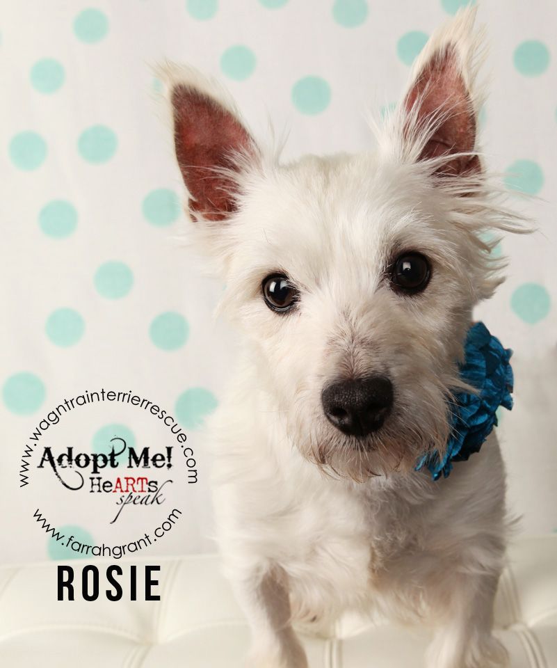 Rosie Pending Adoption detail page