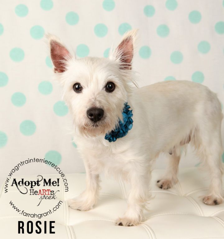 Rosie-pending adoption 2