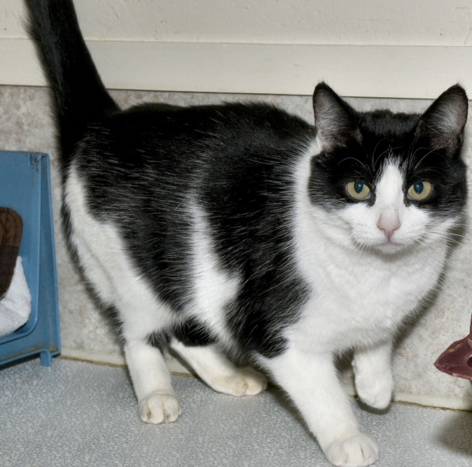 Abby, an adoptable Tuxedo in Palmyra, VA, 22963 | Photo Image 4