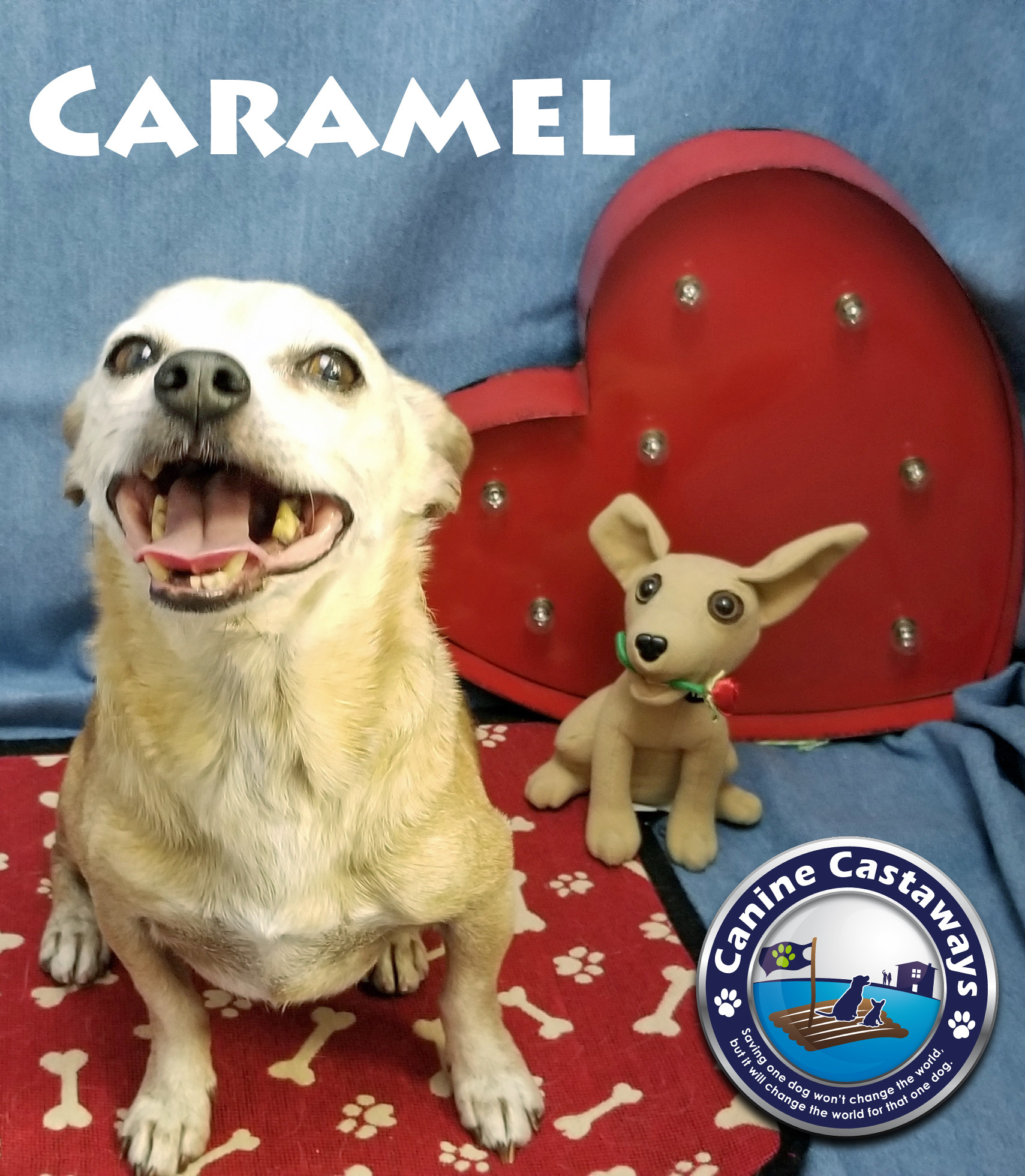 Caramel, an adoptable Chihuahua in Venice, FL, 34293 | Photo Image 2