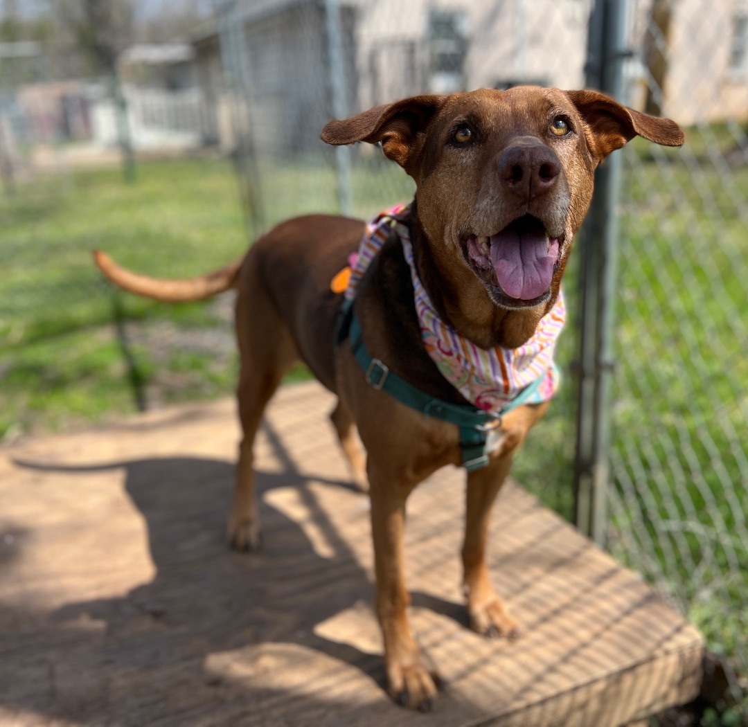 Babe Ruth, an adoptable Hound, Shepherd in Palmyra, VA, 22963 | Photo Image 1