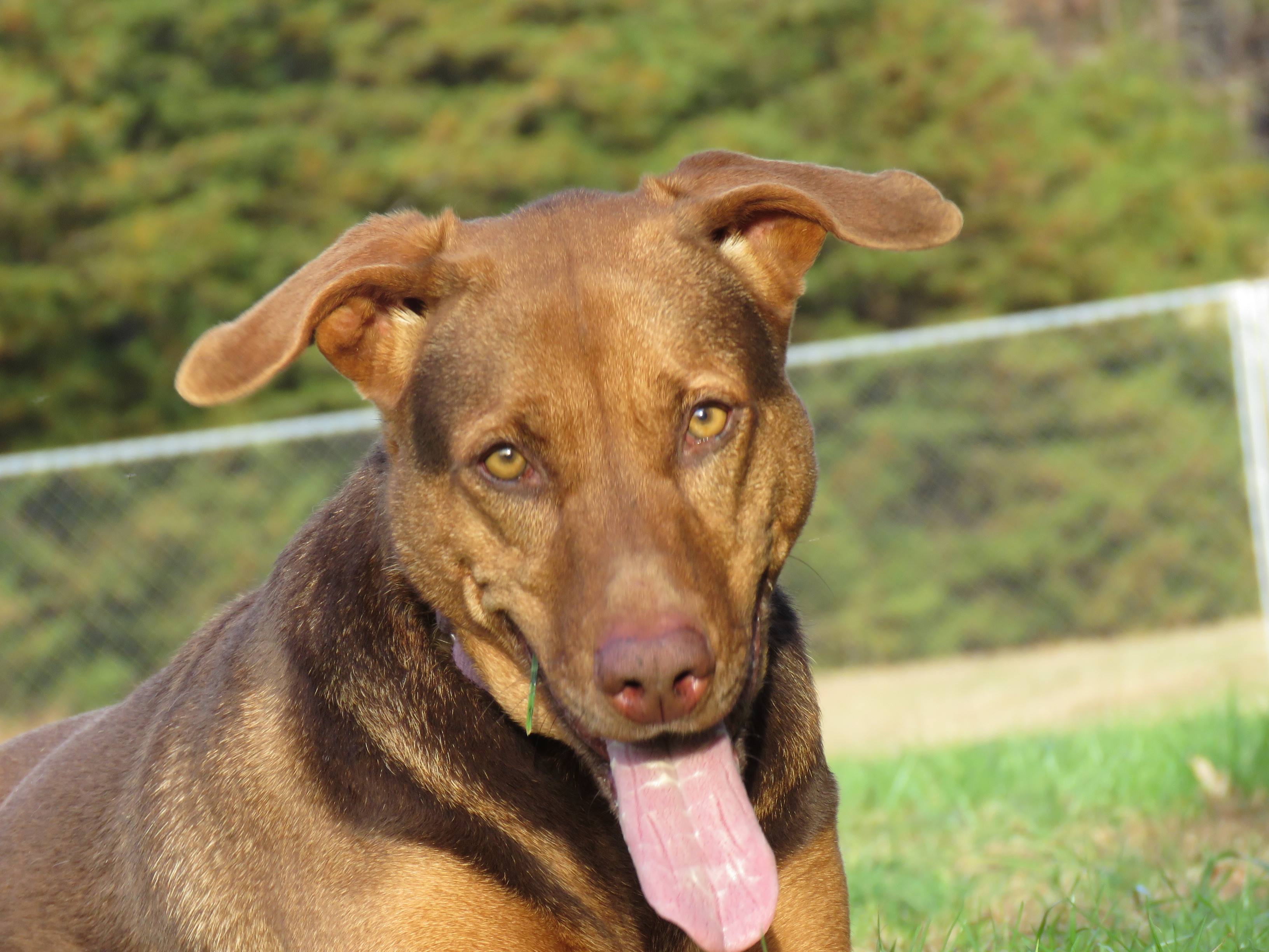 Babe Ruth, an adoptable Hound, Shepherd in Palmyra, VA, 22963 | Photo Image 3