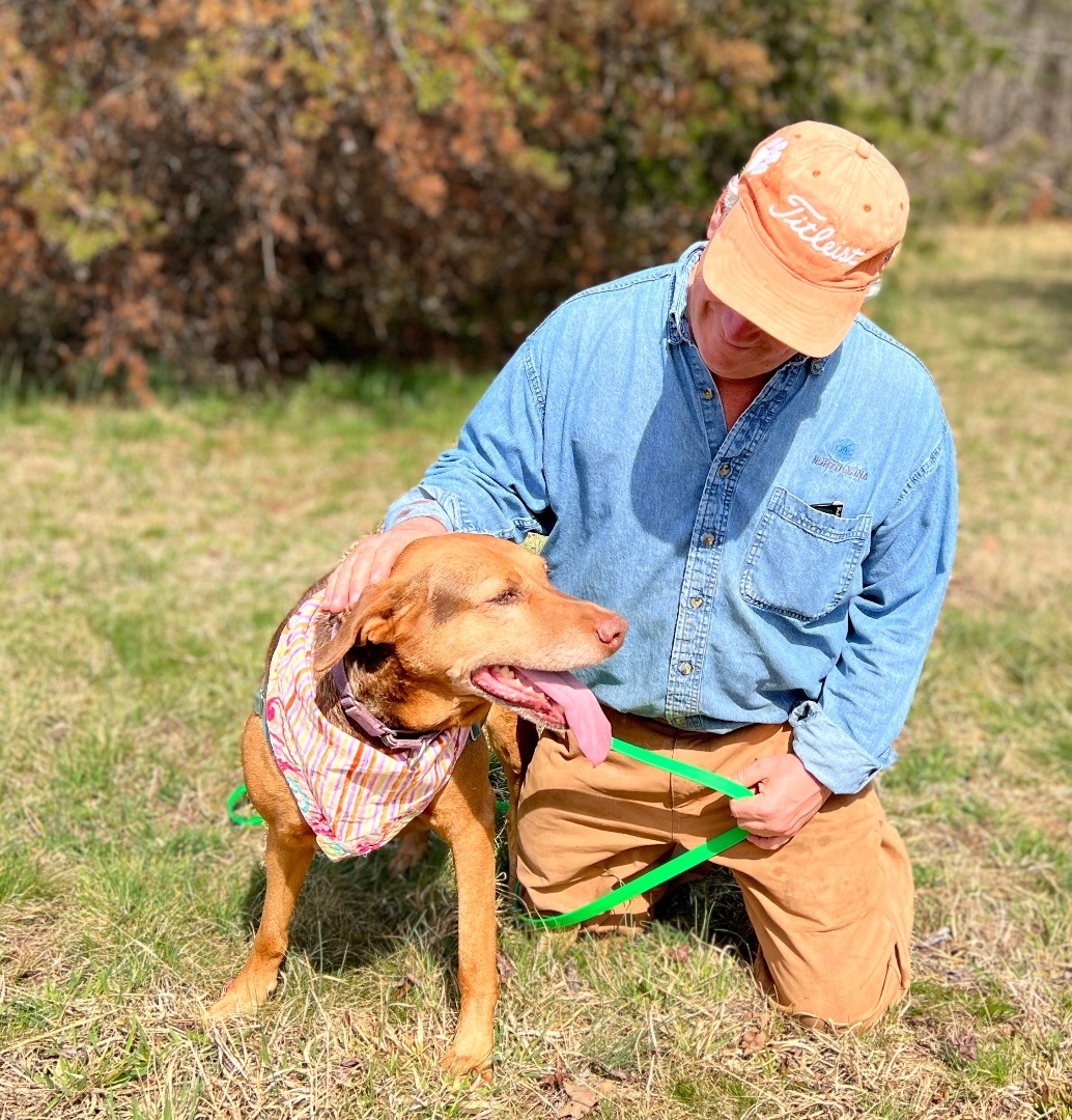 Babe Ruth, an adoptable Hound, Shepherd in Palmyra, VA, 22963 | Photo Image 4