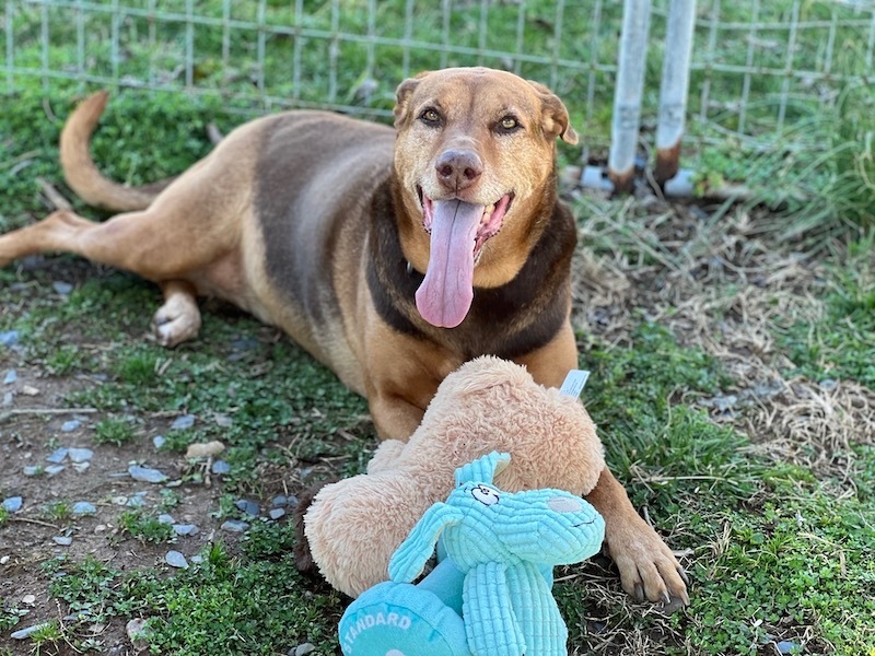 Babe Ruth, an adoptable Hound, Shepherd in Palmyra, VA, 22963 | Photo Image 4