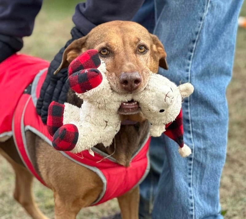 Babe Ruth, an adoptable Hound, Shepherd in Palmyra, VA, 22963 | Photo Image 5