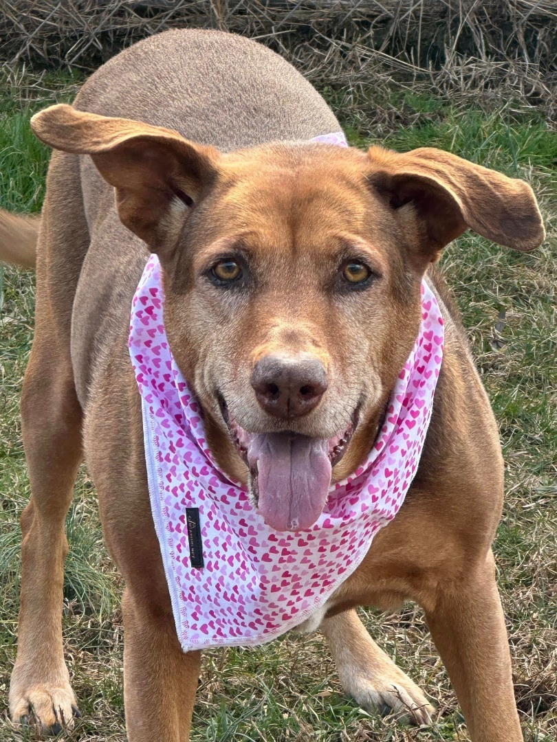 Babe Ruth, an adoptable Hound, Shepherd in Palmyra, VA, 22963 | Photo Image 6