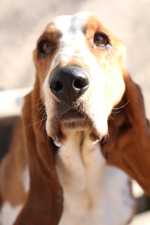 Opus, an adoptable Basset Hound in Acton, CA, 93510 | Photo Image 3