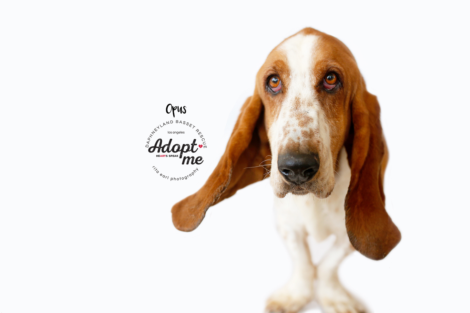 Opus, an adoptable Basset Hound in Acton, CA, 93510 | Photo Image 4