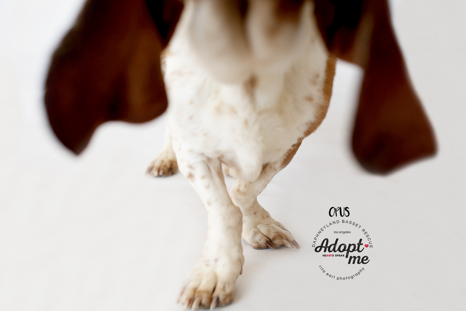 Opus, an adoptable Basset Hound in Acton, CA, 93510 | Photo Image 5