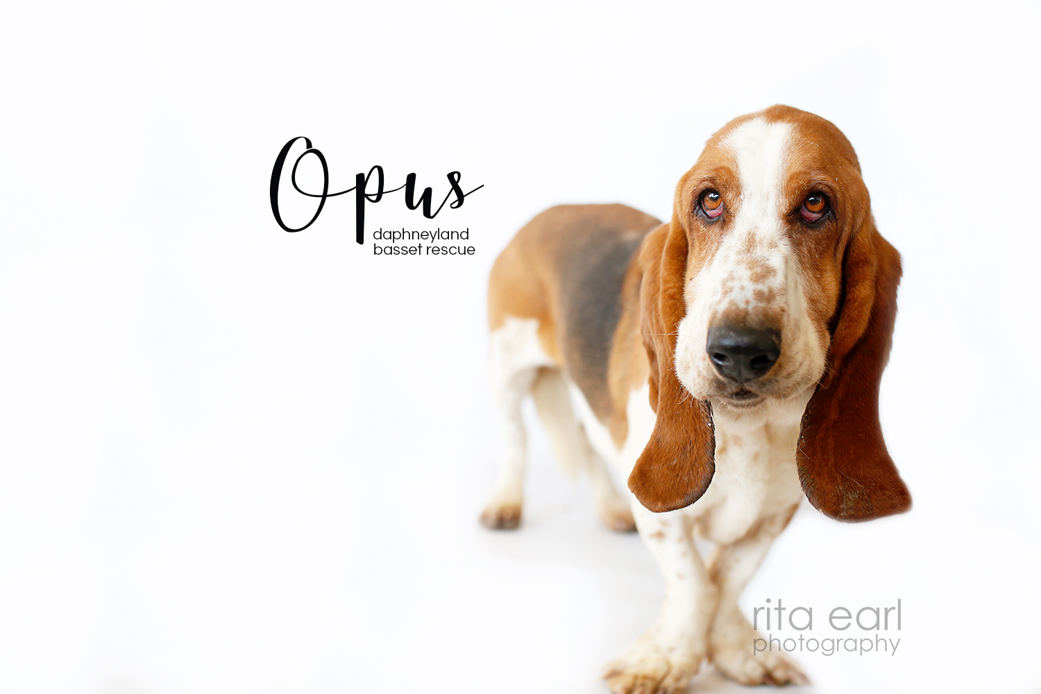 Opus, an adoptable Basset Hound in Acton, CA, 93510 | Photo Image 1