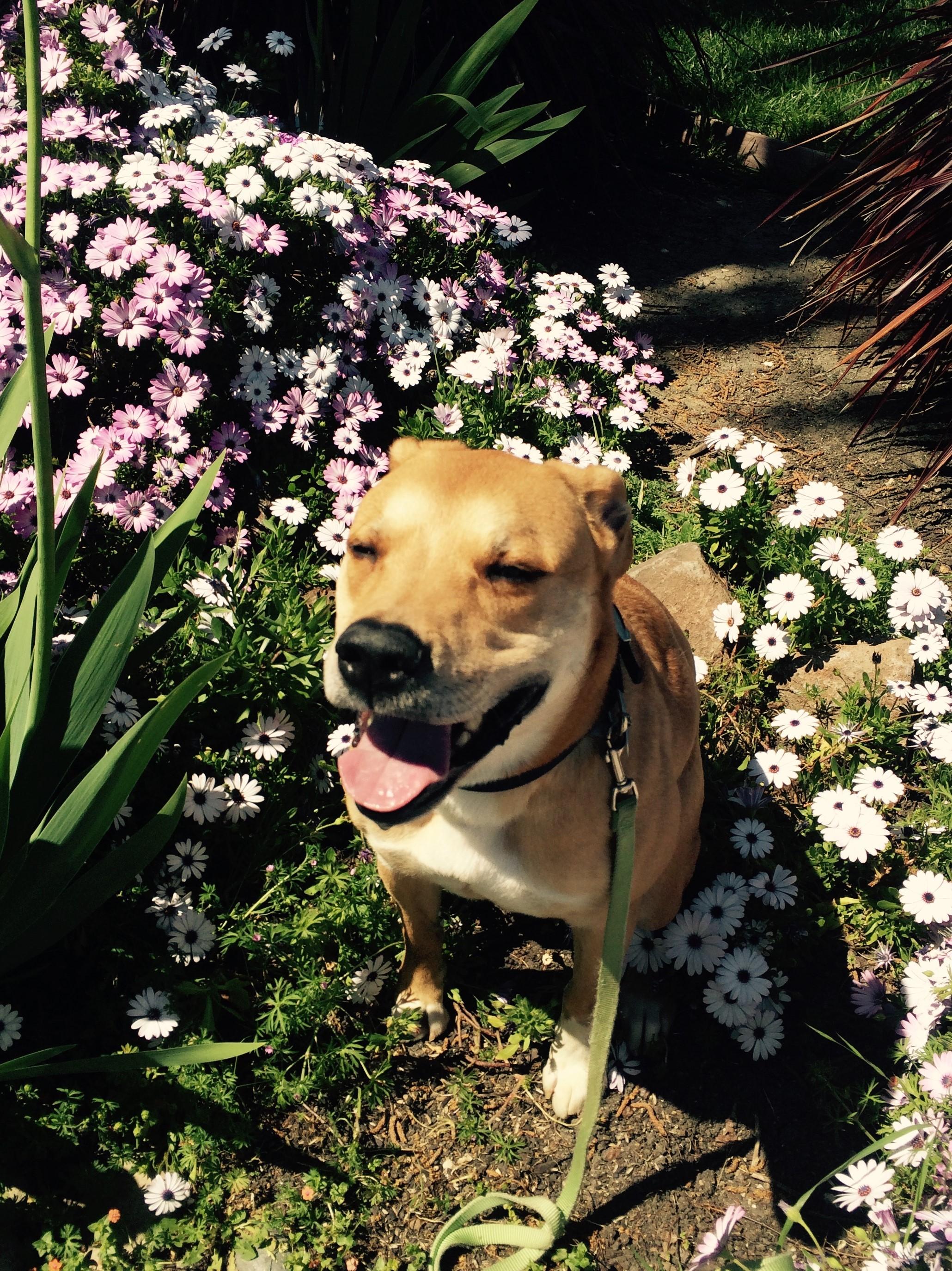 Posey, an adoptable Rhodesian Ridgeback, Labrador Retriever in Concord, CA, 94522 | Photo Image 1