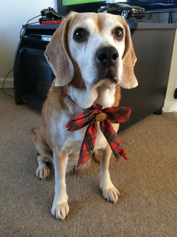 Lady Beagle Philly 1