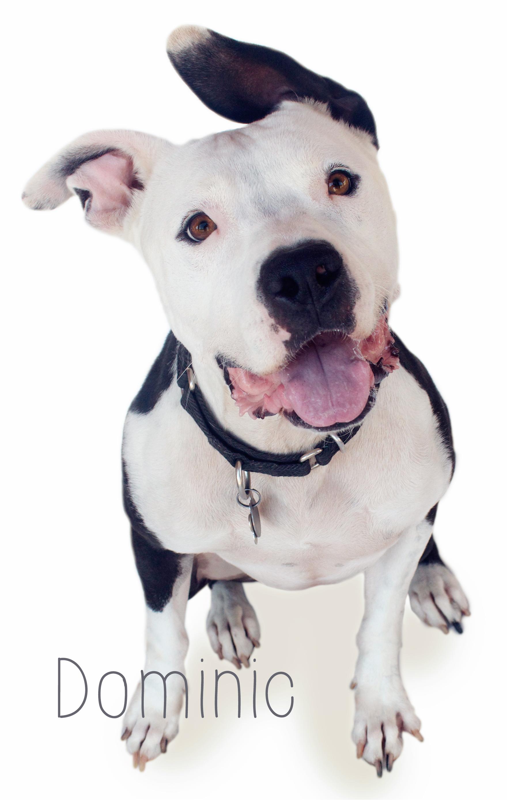 Dominic, an adoptable Pit Bull Terrier in Peoria, AZ, 85381 | Photo Image 2