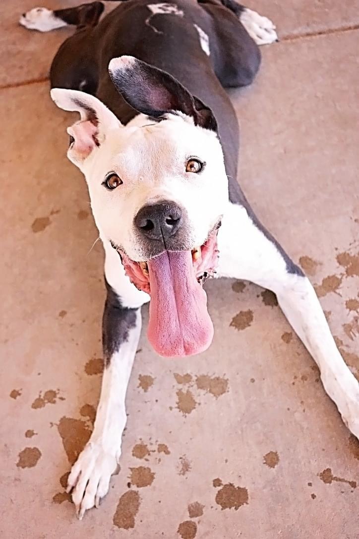 Dominic, an adoptable Pit Bull Terrier in Peoria, AZ, 85381 | Photo Image 3