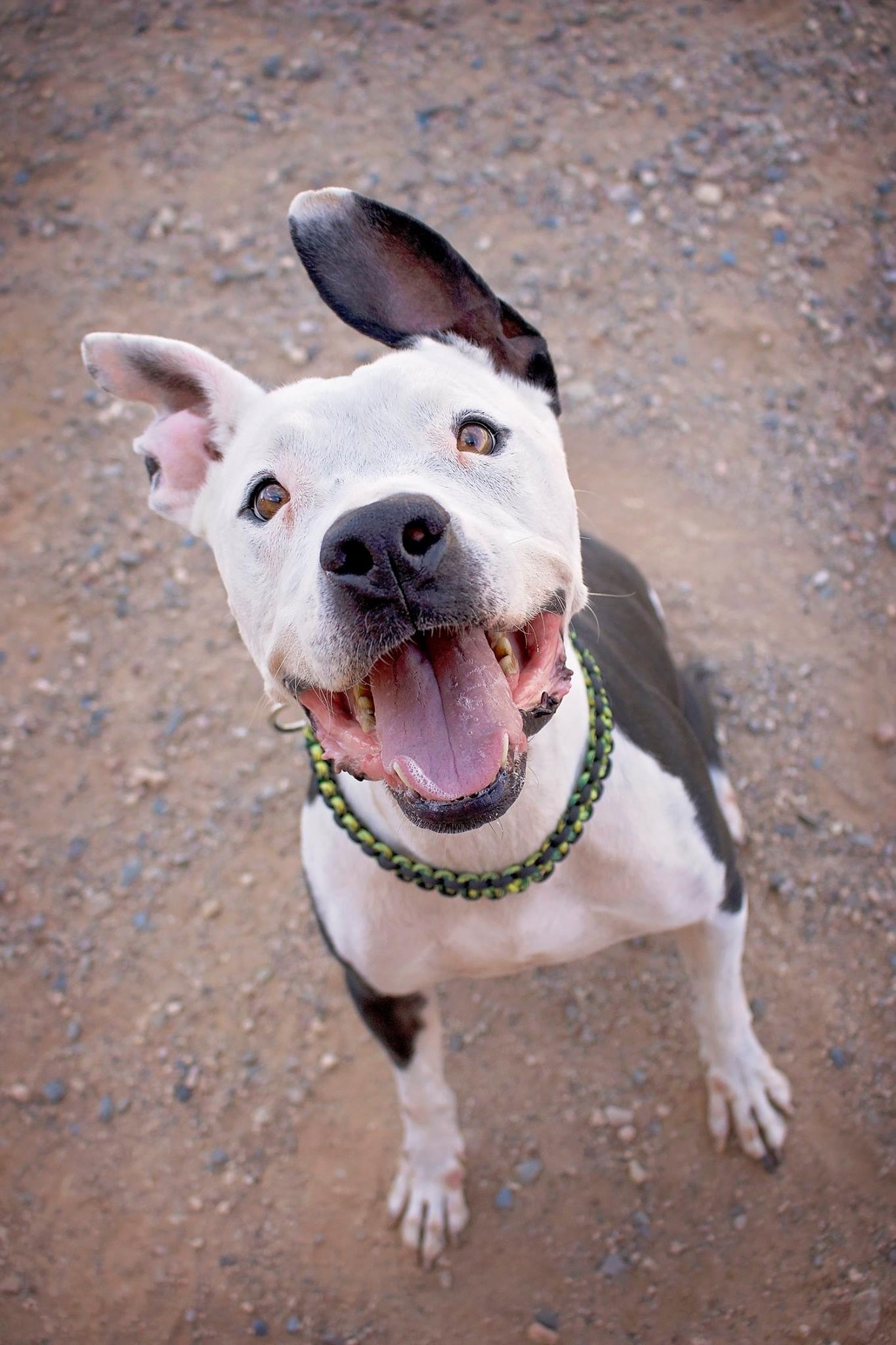 Dominic, an adoptable Pit Bull Terrier in Peoria, AZ, 85381 | Photo Image 6