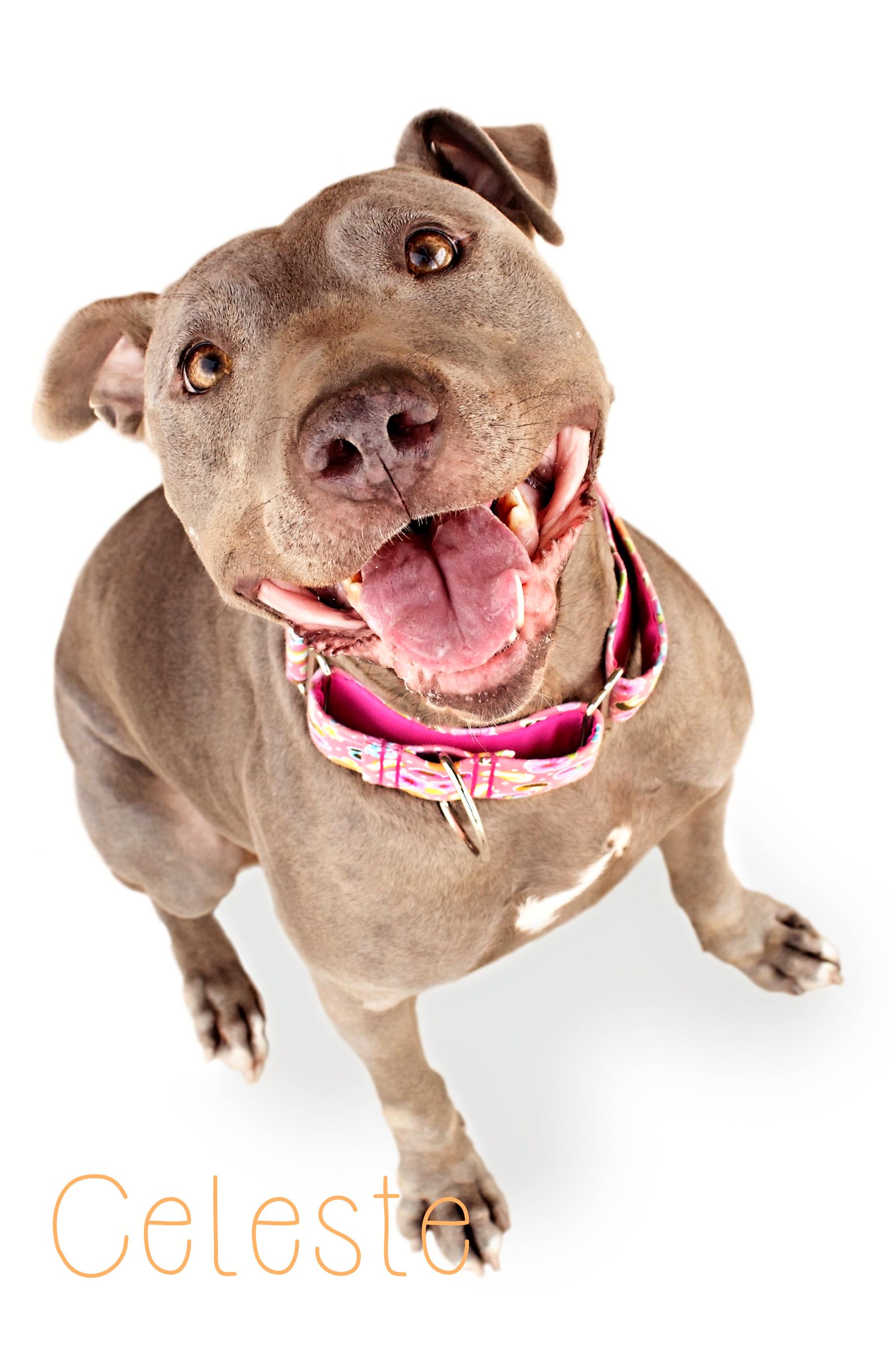Celeste, an adoptable Pit Bull Terrier in Peoria, AZ, 85381 | Photo Image 2