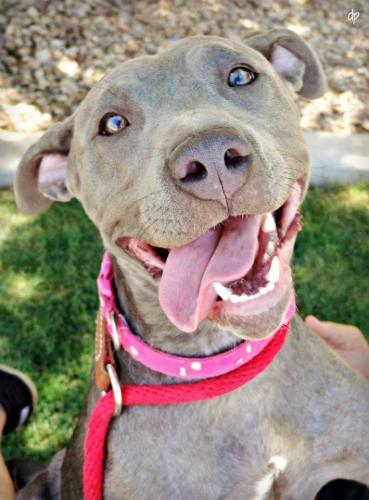 Celeste, an adoptable Pit Bull Terrier in Peoria, AZ, 85381 | Photo Image 3