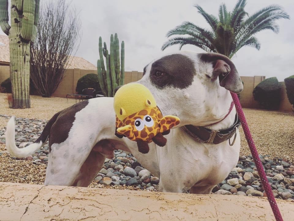 Gator, an adoptable American Bulldog in Peoria, AZ, 85381 | Photo Image 2