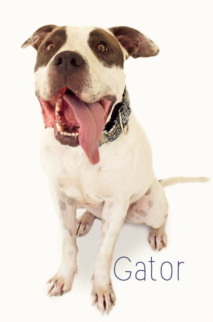 Gator, an adoptable American Bulldog in Peoria, AZ, 85381 | Photo Image 4
