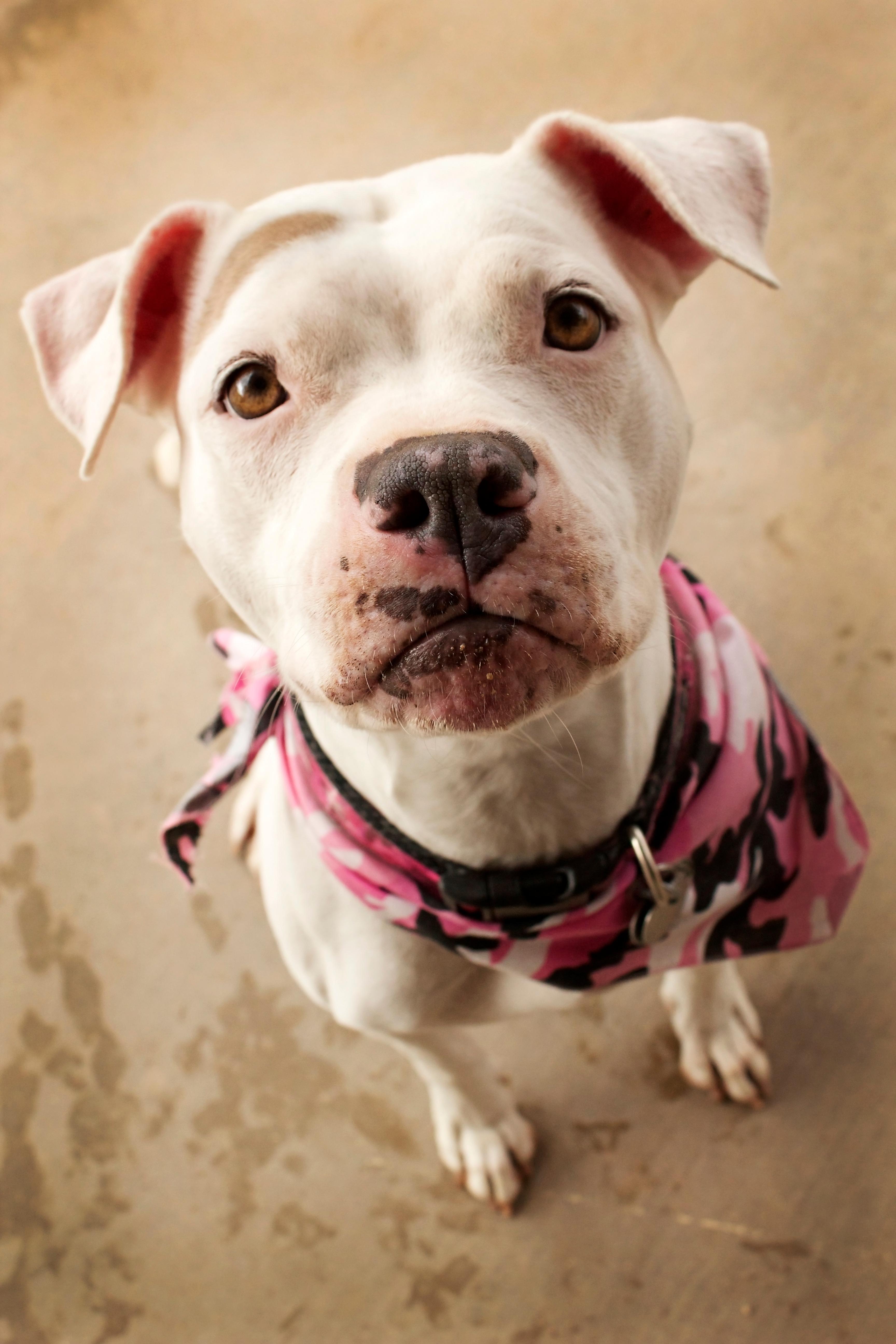 Charlotte, an adoptable American Bulldog, Pit Bull Terrier in Peoria, AZ, 85381 | Photo Image 3