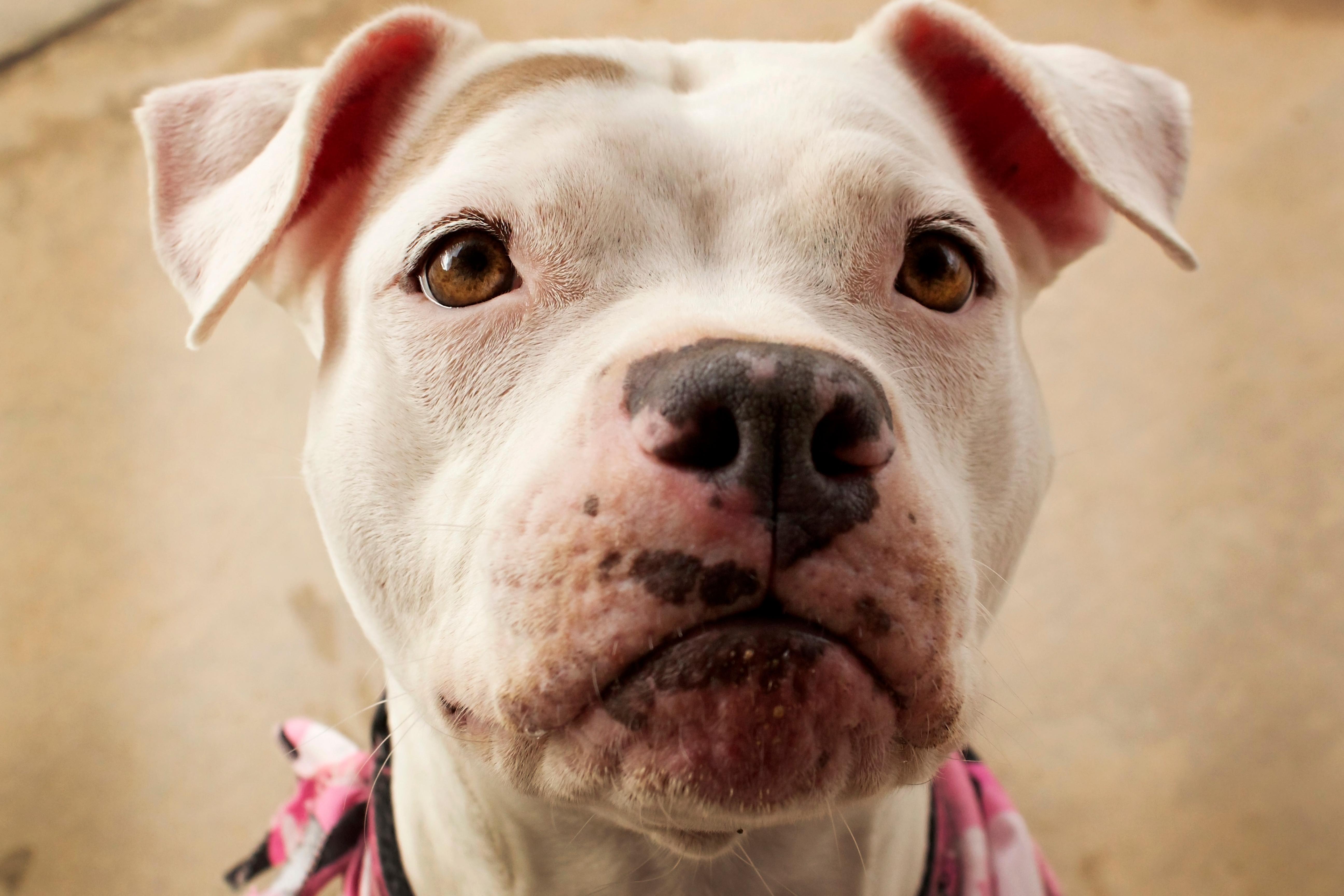 Charlotte, an adoptable American Bulldog, Pit Bull Terrier in Peoria, AZ, 85381 | Photo Image 4