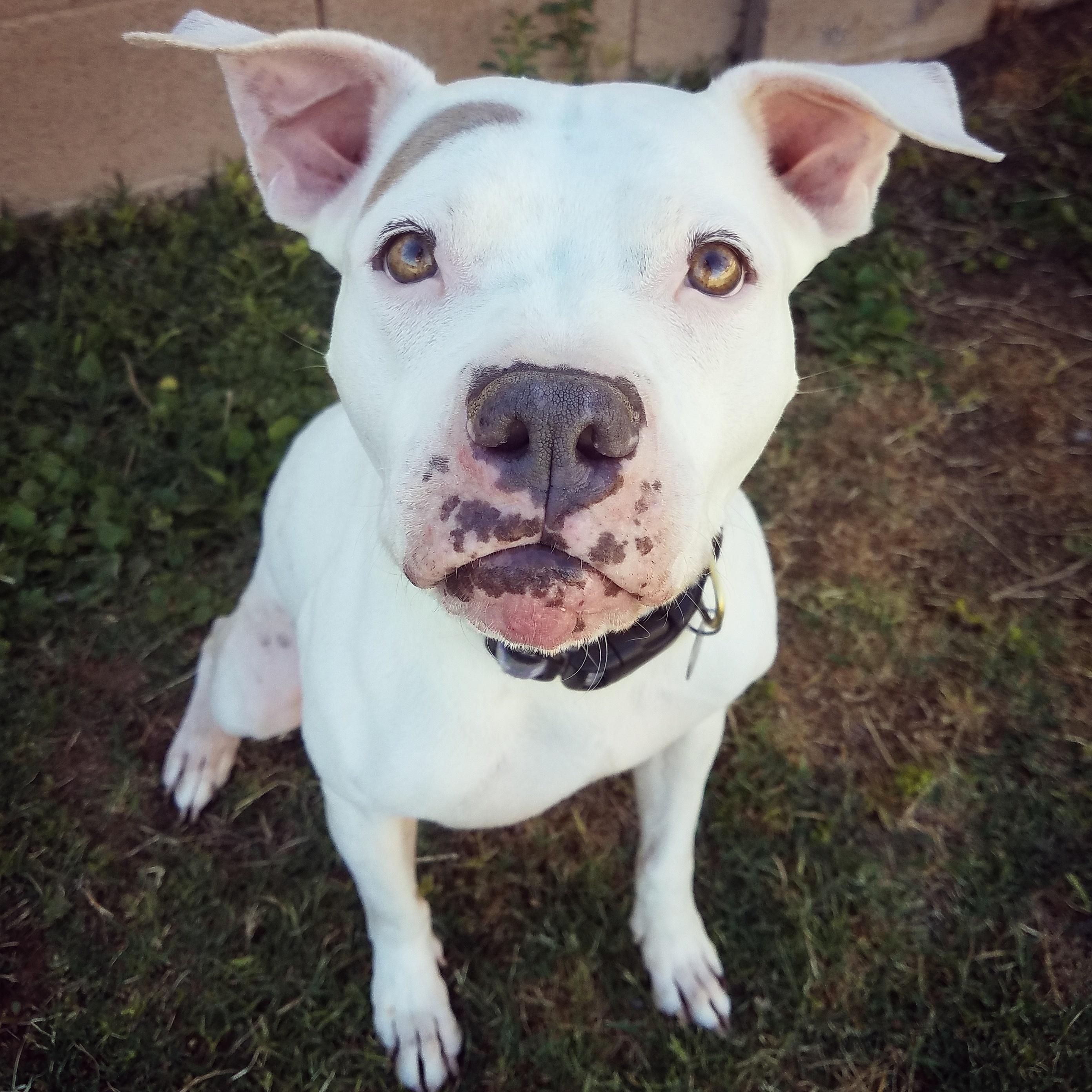Charlotte, an adoptable American Bulldog, Pit Bull Terrier in Peoria, AZ, 85381 | Photo Image 5