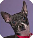 Doug (& Sue - Bonded Pair), an adoptable Rat Terrier, Chihuahua in Chicago, IL, 60640 | Photo Image 2