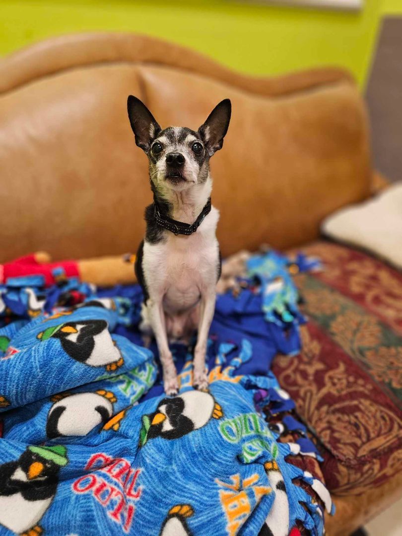 Doug (& Sue - Bonded Pair), an adoptable Rat Terrier, Chihuahua in Chicago, IL, 60640 | Photo Image 1