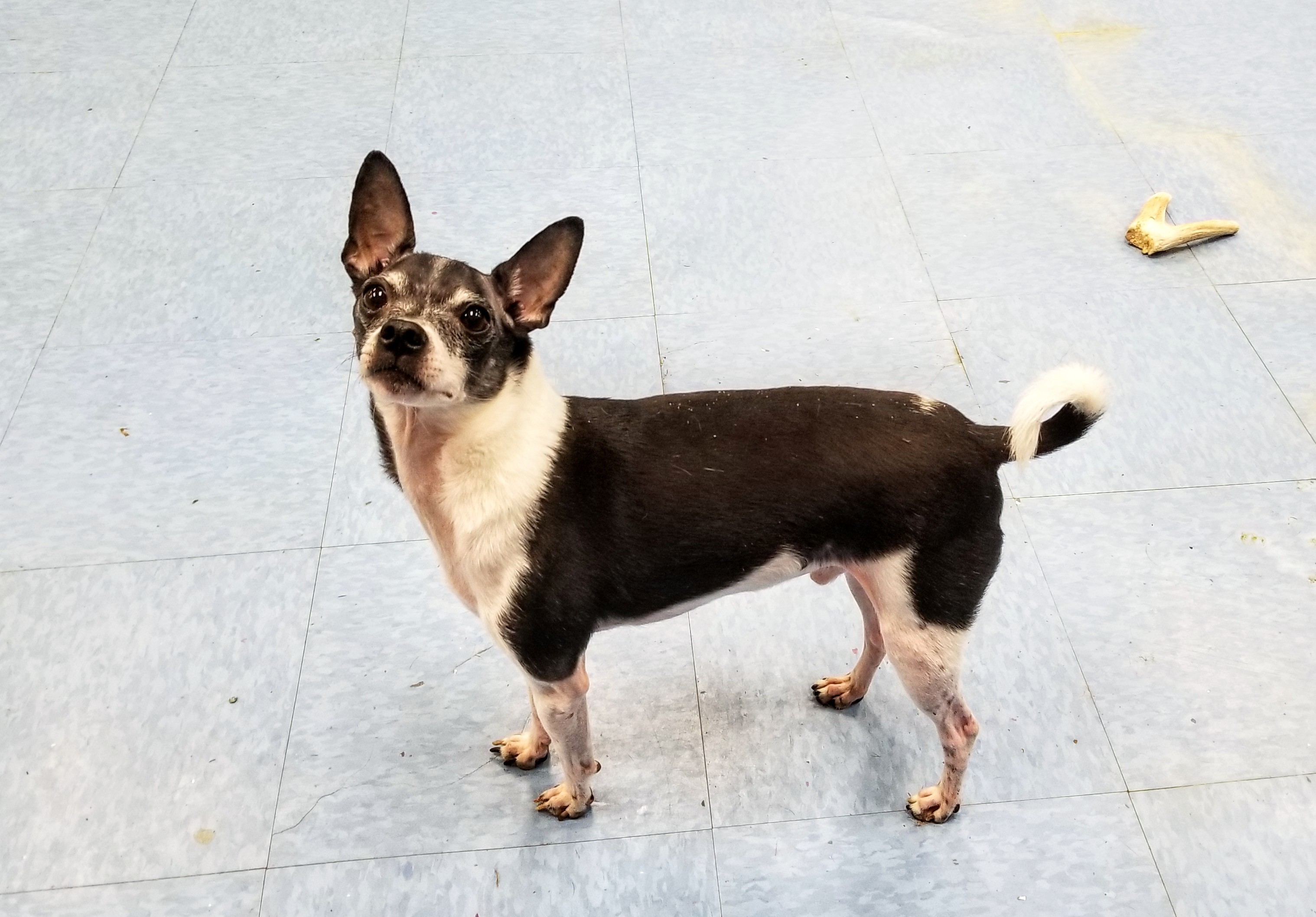 Doug (& Sue - Bonded Pair), an adoptable Rat Terrier, Chihuahua in Chicago, IL, 60640 | Photo Image 1