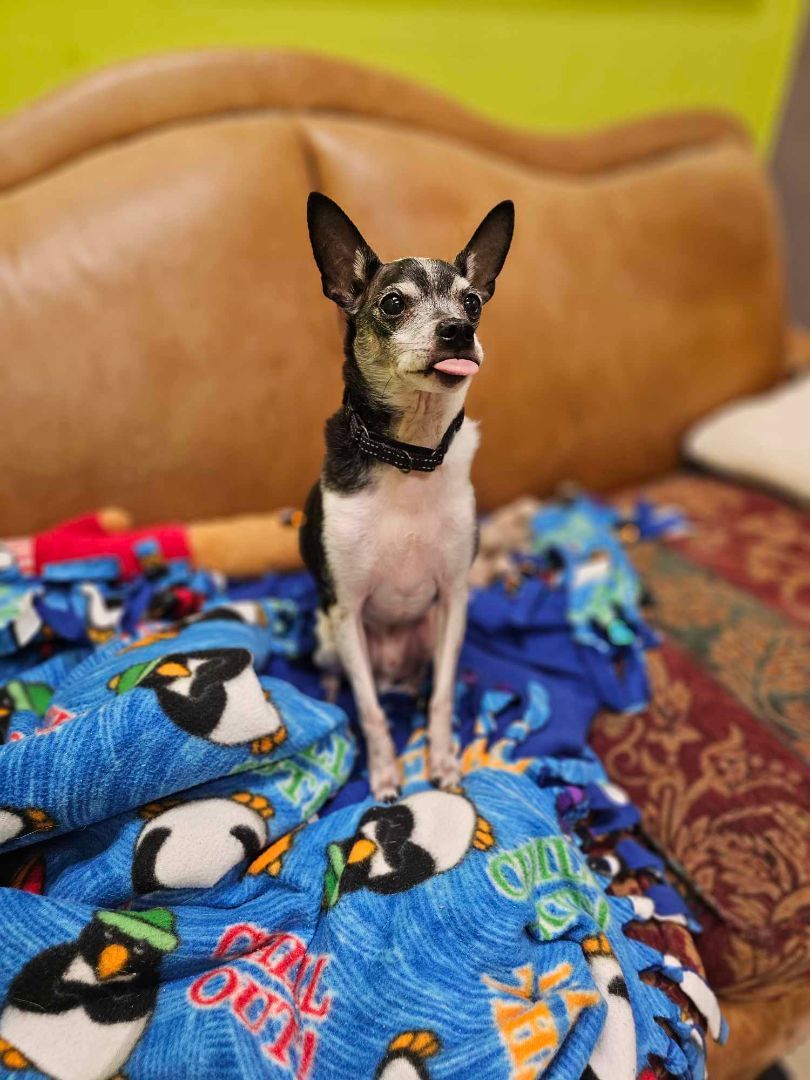 Doug (& Sue - Bonded Pair), an adoptable Rat Terrier, Chihuahua in Chicago, IL, 60640 | Photo Image 5