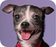 Sue (& Doug - Bonded Pair), an adoptable Rat Terrier, Chihuahua in Chicago, IL, 60640 | Photo Image 2