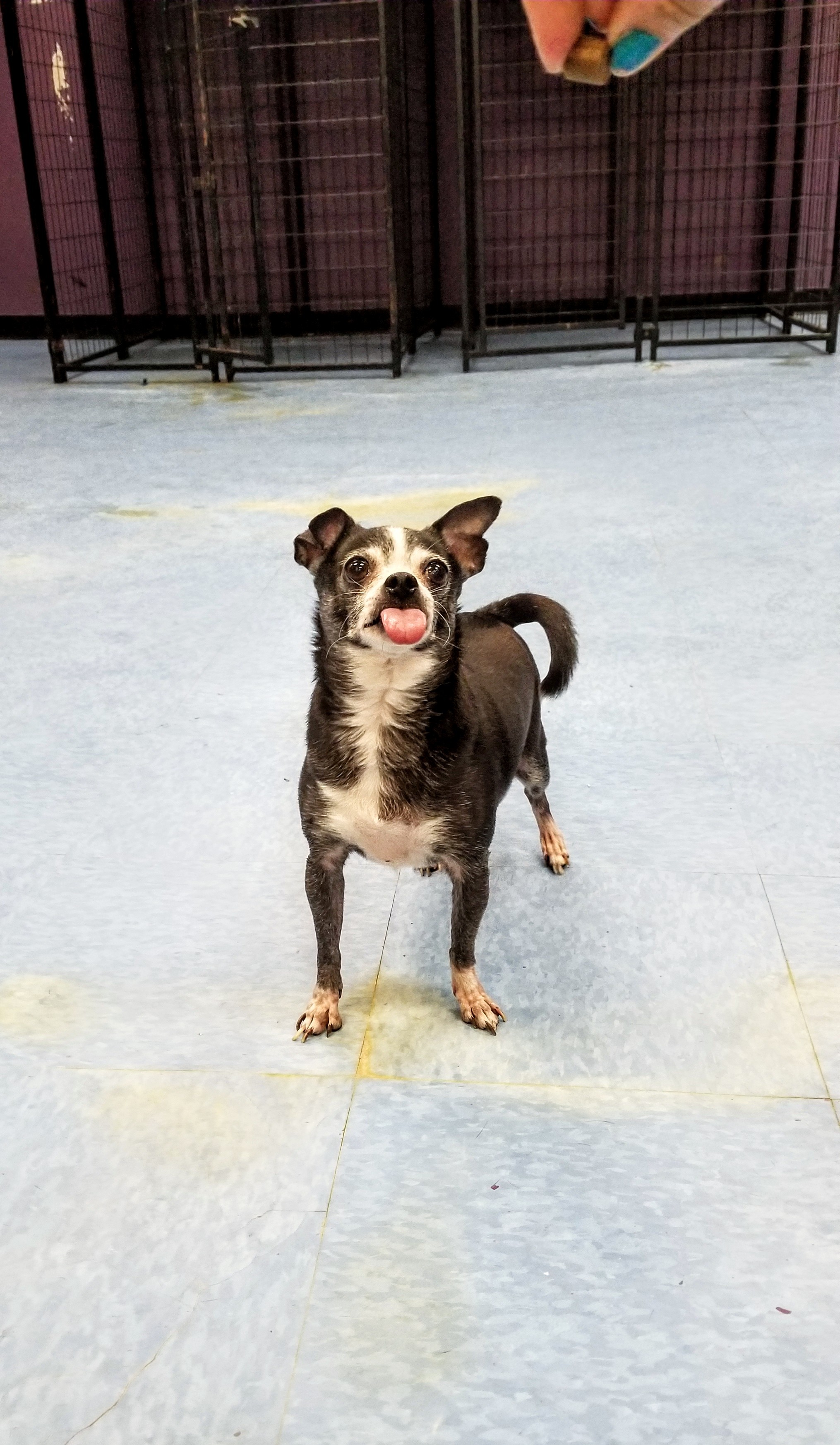 Sue (& Doug - Bonded Pair), an adoptable Rat Terrier, Chihuahua in Chicago, IL, 60640 | Photo Image 1