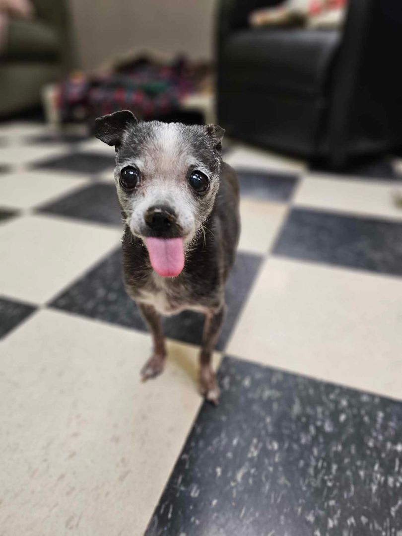 Sue (& Doug - Bonded Pair), an adoptable Rat Terrier, Chihuahua in Chicago, IL, 60640 | Photo Image 1