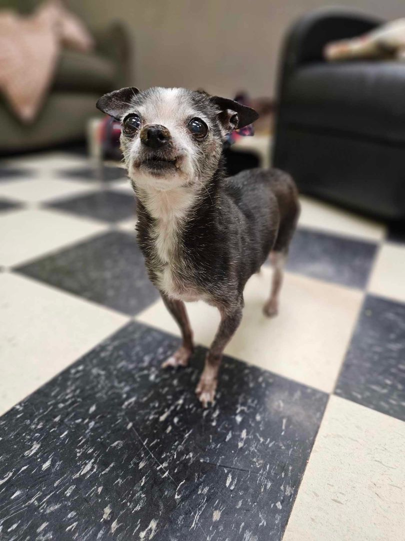 Sue (& Doug - Bonded Pair), an adoptable Rat Terrier, Chihuahua in Chicago, IL, 60640 | Photo Image 5