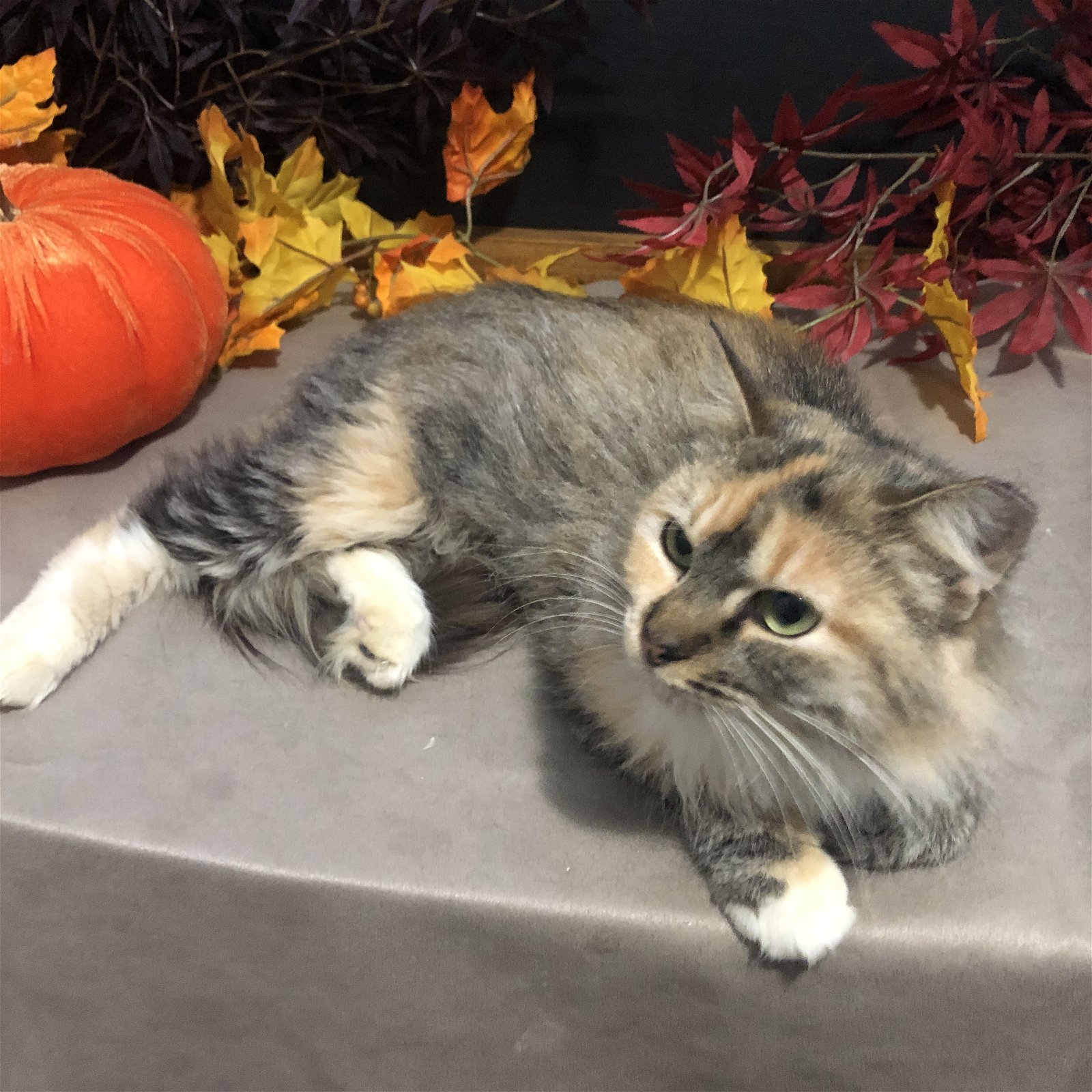 Help support our FeLV Kitties, an adoptable Calico, Domestic Long Hair in Fayetteville, GA, 30214 | Photo Image 3