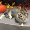 Help support our FeLV Kitties photo 3