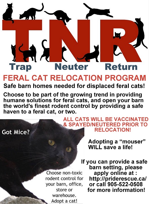 59 HQ Pictures Relocating Feral Cats - What Is Trap, Neuter and Return? - We're All About Cats
