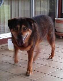 Bandit, an adoptable German Shepherd Dog, Chow Chow in Ocala, FL, 34474 | Photo Image 1