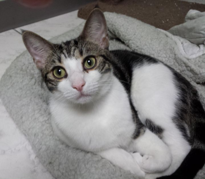 Cat for adoption ELTON, a Tabby Mix in Miami Springs, FL Petfinder