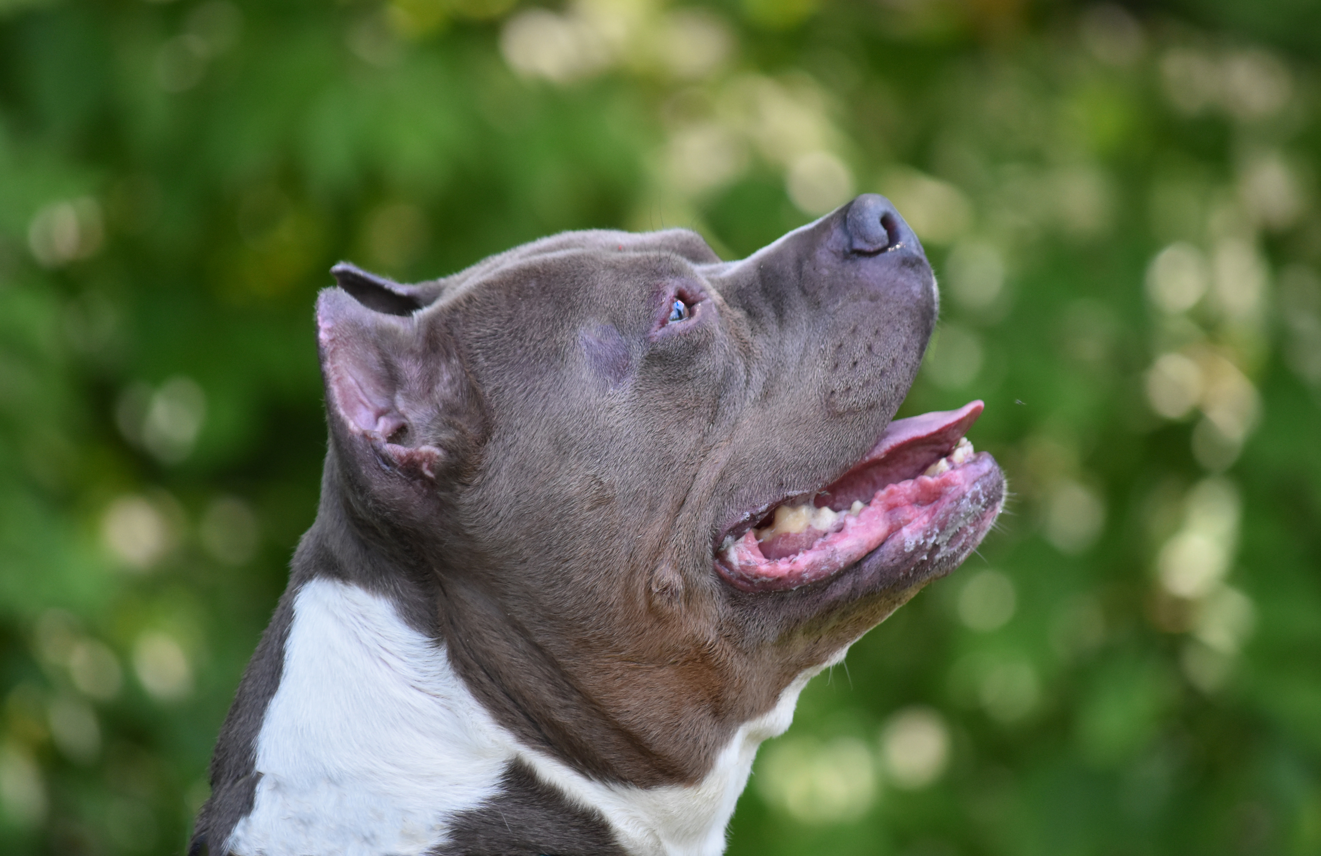 BO, an adoptable Pit Bull Terrier in Bloomfield, CT, 06002 | Photo Image 1