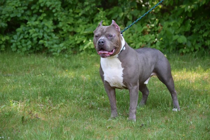 blue pitbull uncropped ears