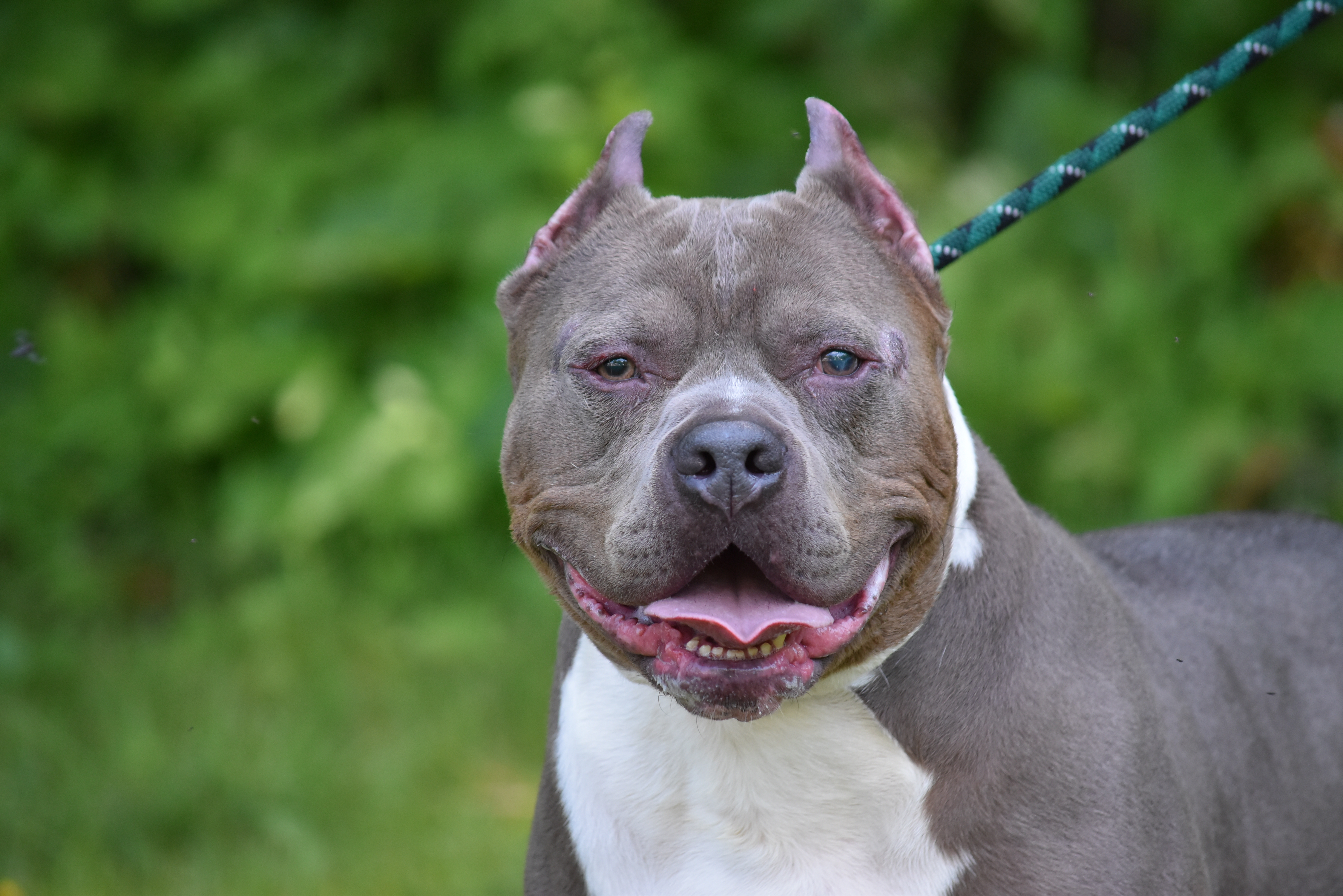 BO, an adoptable Pit Bull Terrier in Bloomfield, CT, 06002 | Photo Image 3