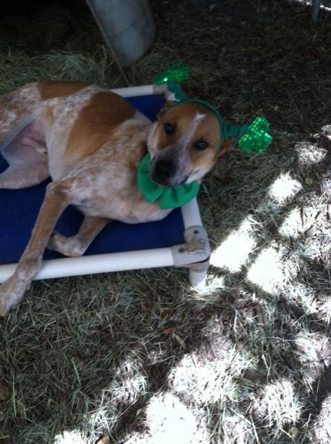 Rocky, an adoptable Hound, Yellow Labrador Retriever in Fair Oaks Ranch, TX, 78015 | Photo Image 2
