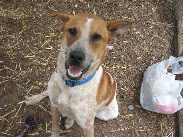 Rocky, an adoptable Hound, Yellow Labrador Retriever in Fair Oaks Ranch, TX, 78015 | Photo Image 3