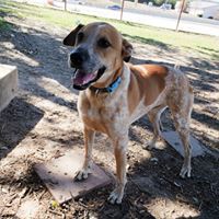 Rocky, an adoptable Hound, Yellow Labrador Retriever in Fair Oaks Ranch, TX, 78015 | Photo Image 5