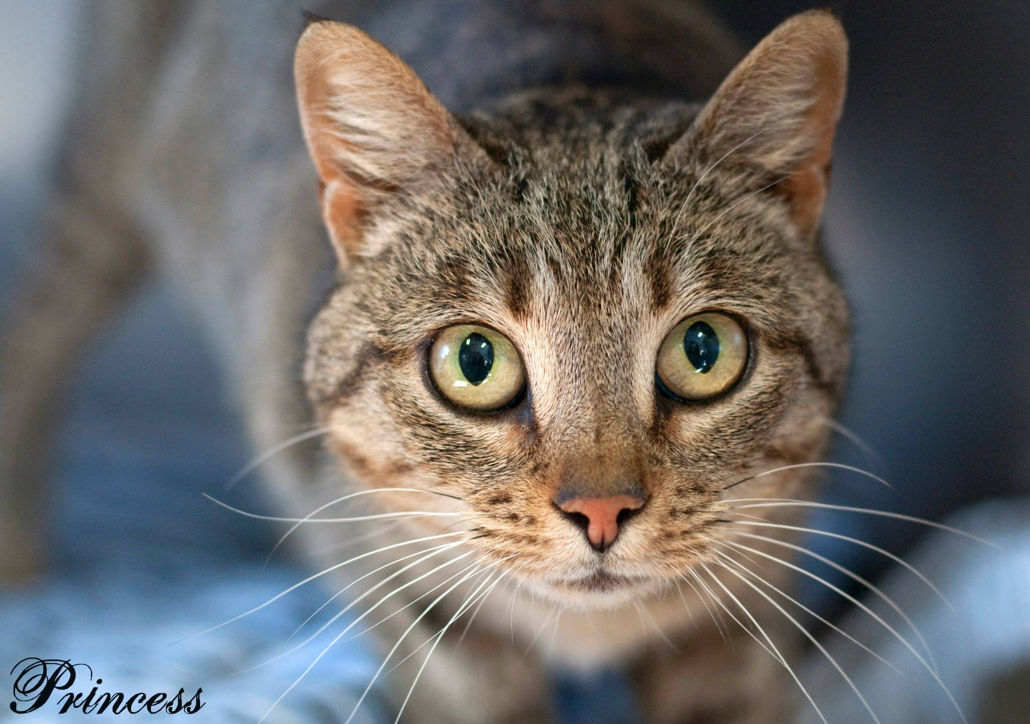 Princess, an adoptable Siamese, Domestic Short Hair in Allentown, PA, 18103 | Photo Image 1