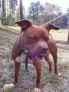 Candi, an adoptable Pit Bull Terrier in Philippi, WV, 26416 | Photo Image 2
