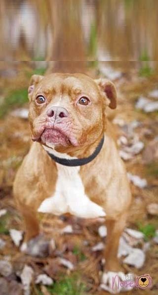 Candi, an adoptable Pit Bull Terrier in Philippi, WV, 26416 | Photo Image 3